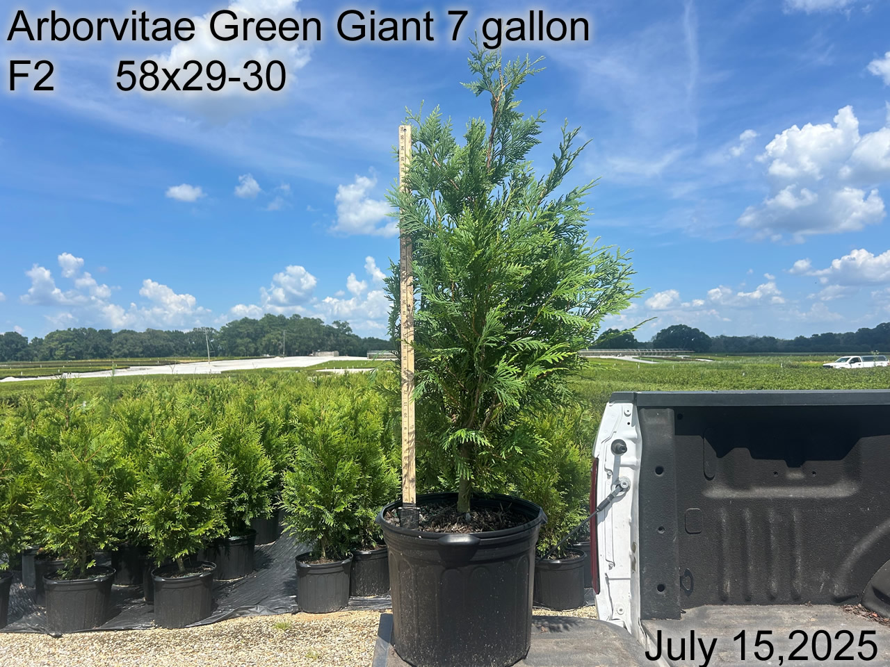 gallery/avgg7 f2 july25.jpg